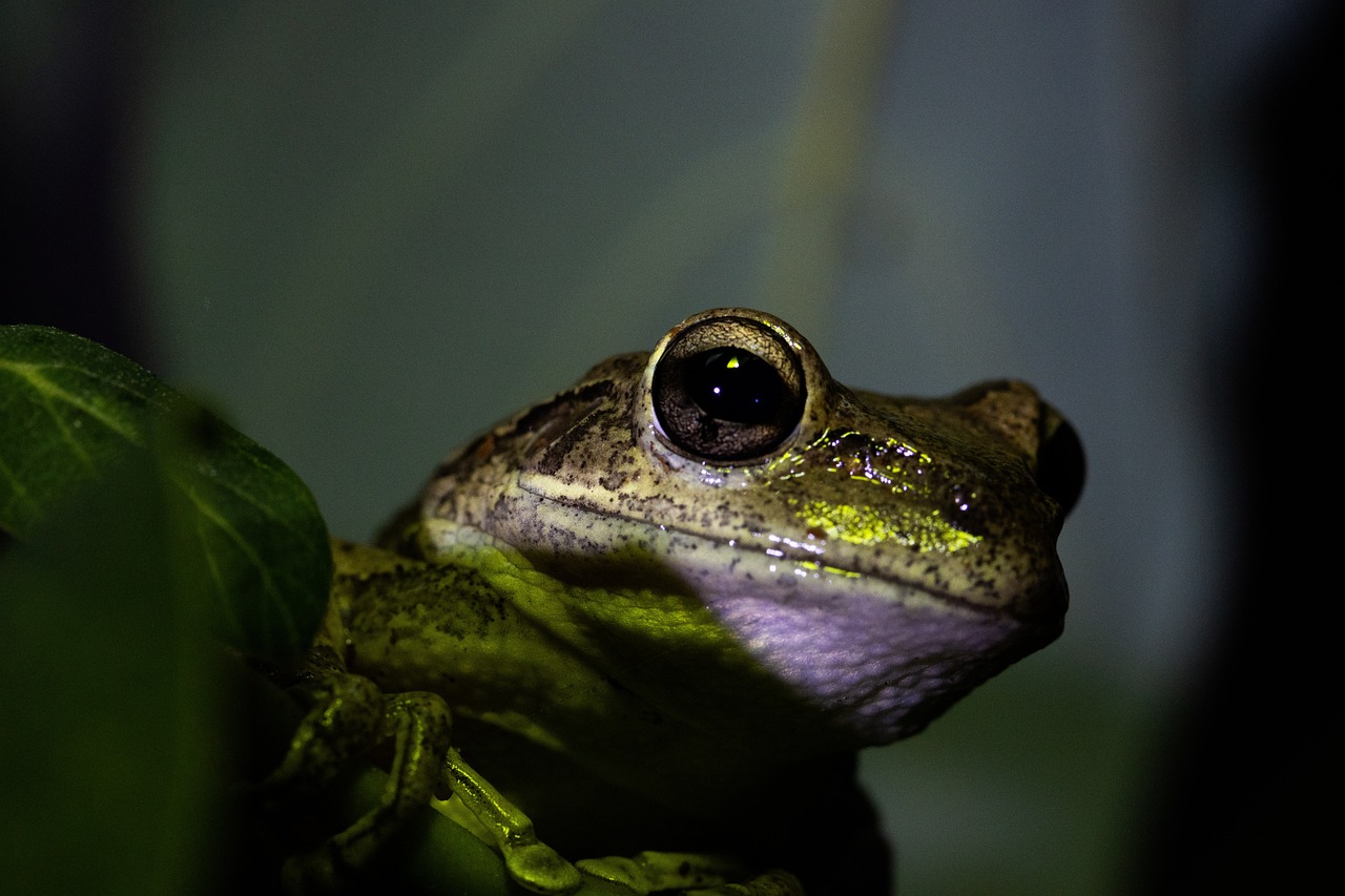 All about Amphibians - Contributions of Amphibians to Ecosystems